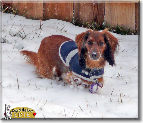 Edie, the Dog of the Day