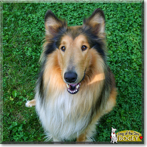 Bogey, the Dog of the Day