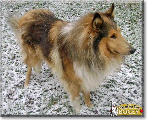 Bogey, the Dog of the Day