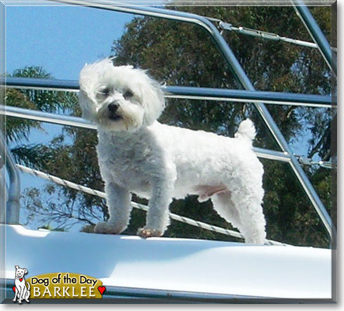 Barklee, the Dog of the Day
