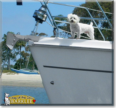 Barklee, the Dog of the Day