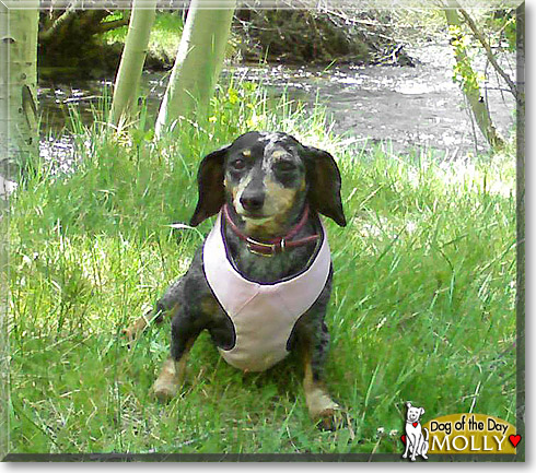 Molly, the Dog of the Day