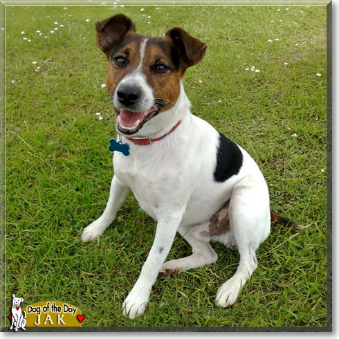 Jak, the Dog of the Day