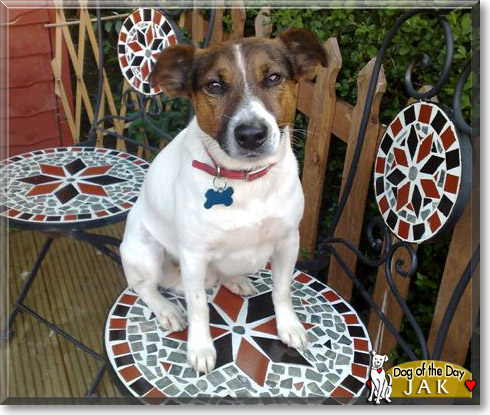 Jak, the Dog of the Day