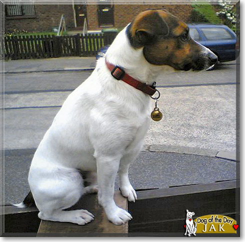 Jak, the Dog of the Day