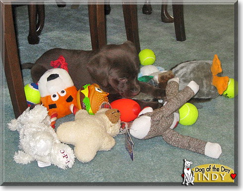 Indy, the Dog of the Day