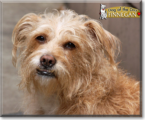 Finnegan, the Dog of the Day