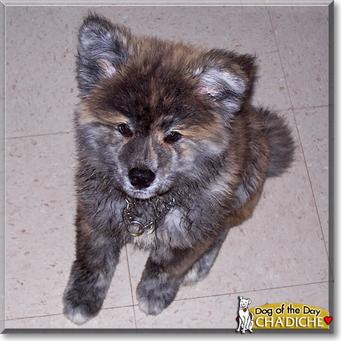 cha'Diche, the Dog of the Day