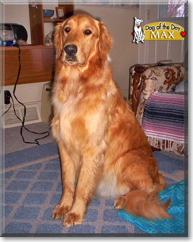 Max, the Dog of the Day