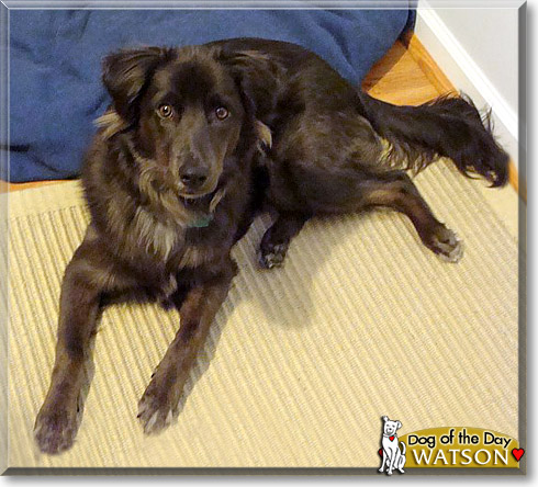 Watson, the Dog of the Day