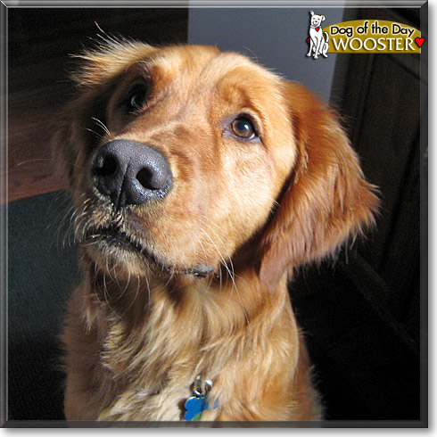 Wooster, the Dog of the Day