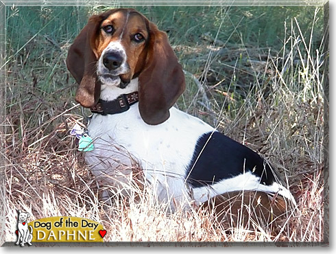 Daphne, the Dog of the Day