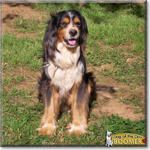Boomer, the Dog of the Day
