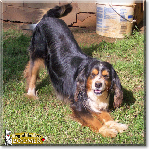 Boomer, the Dog of the Day