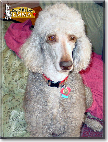 Emma, the Dog of the Day