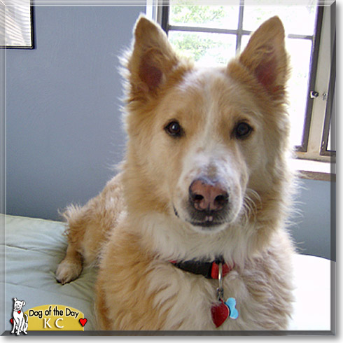 KC, the Dog of the Day