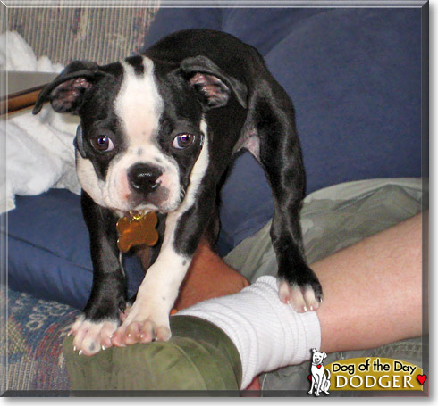 Dodger, the Dog of the Day