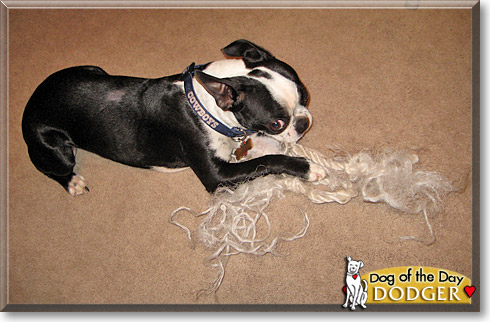 Dodger, the Dog of the Day