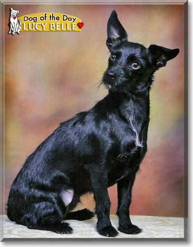 Lucy Belle, the Dog of the Day
