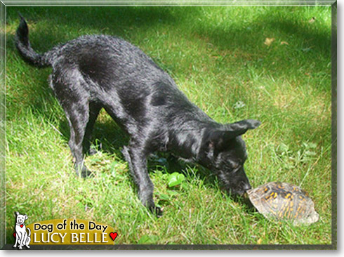 Lucy Belle, the Dog of the Day