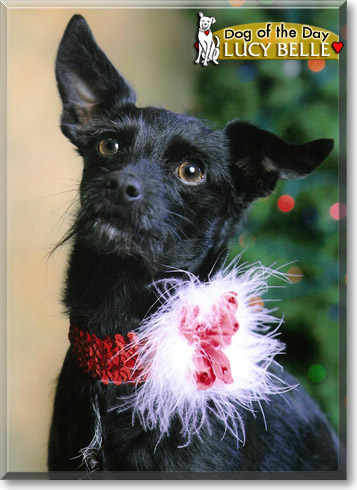 Lucy Belle, the Dog of the Day