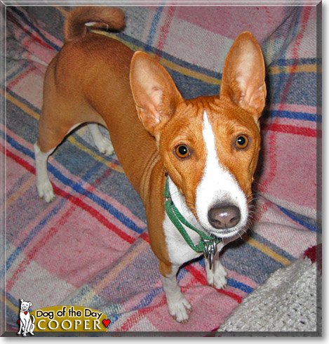 Cooper, the Dog of the Day