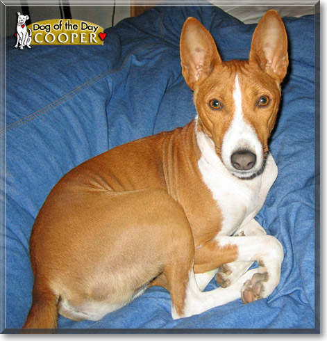 Cooper, the Dog of the Day