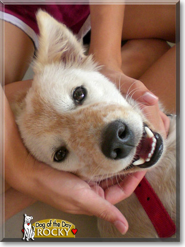 Rocky, the Dog of the Day Rocky, the Dog of the Day