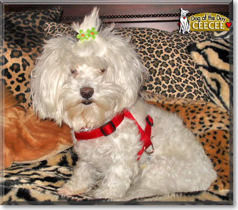 Ceecee, the Dog of the Day