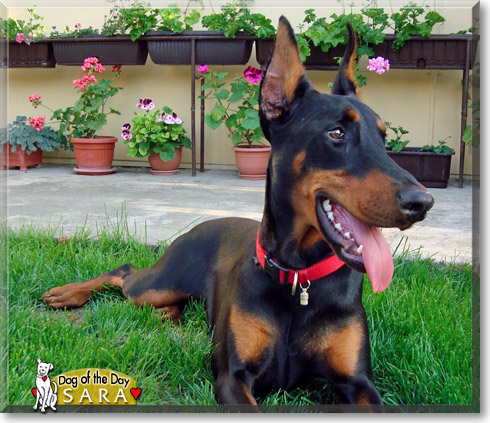 Sara, the Dog of the Day