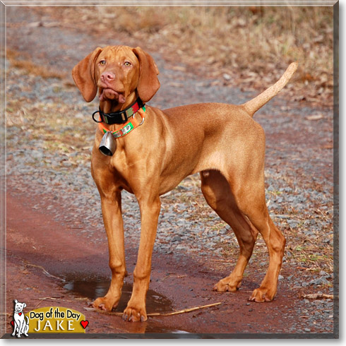 Jake, the Dog of the Day