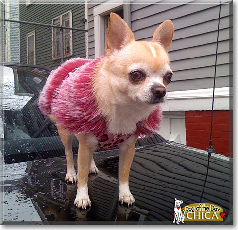 Chica, the Dog of the Day
