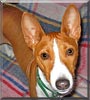 Cooper