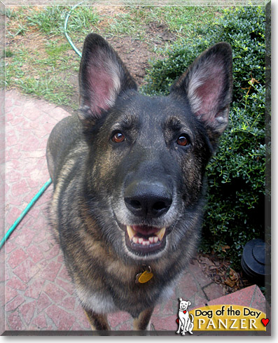 Panzer, the Dog of the Day Panzer, the Dog of the Day