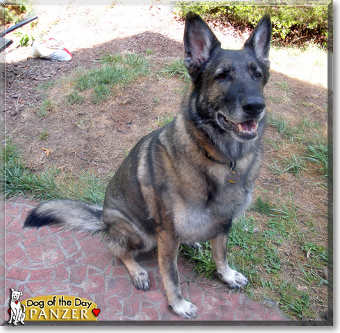 Panzer, the Dog of the Day Panzer, the Dog of the Day