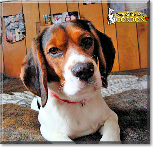 Gordon, the Dog of the Day Gordon, the Dog of the Day
