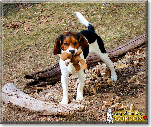 Gordon, the Dog of the Day Gordon, the Dog of the Day