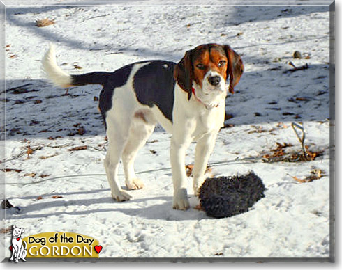 Gordon, the Dog of the Day Gordon, the Dog of the Day