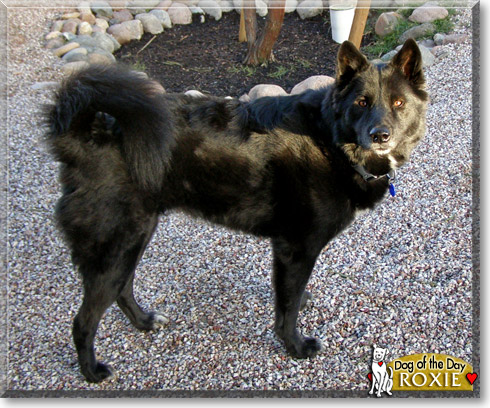 Roxie, the Dog of the Day Roxie, the Dog of the Day