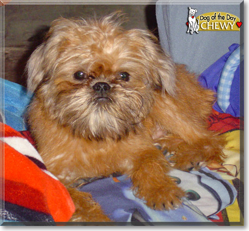 Chewy, the Dog of the Day