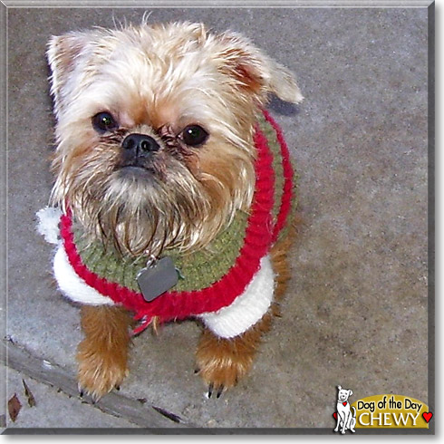 Chewy, the Dog of the Day