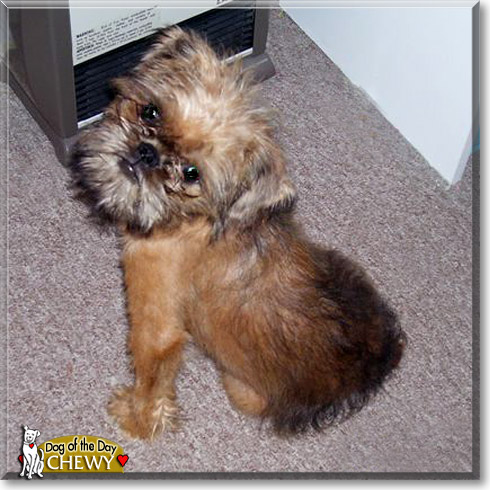 Chewy, the Dog of the Day
