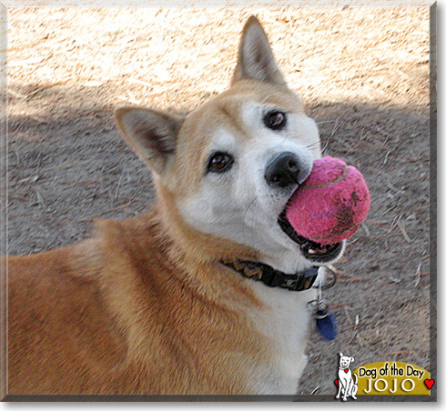 JoJo, the Dog of the Day