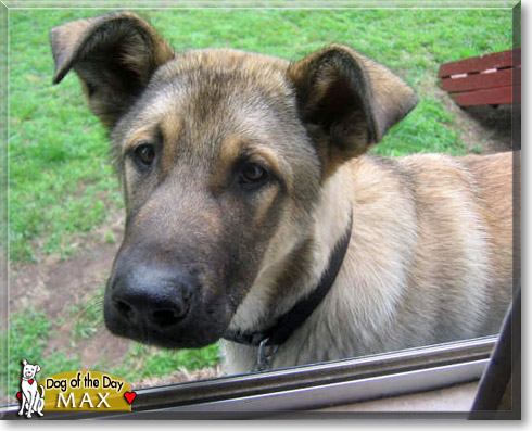 Max, the Dog of the Day Max, the Dog of the Day