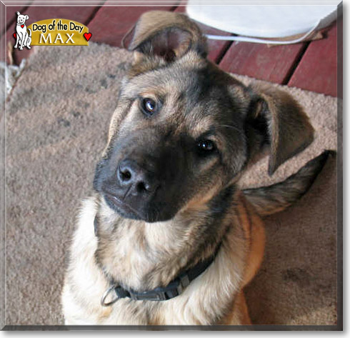 Max, the Dog of the Day Max, the Dog of the Day
