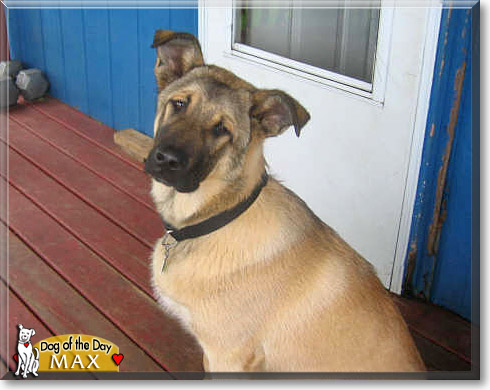 Max, the Dog of the Day Max, the Dog of the Day