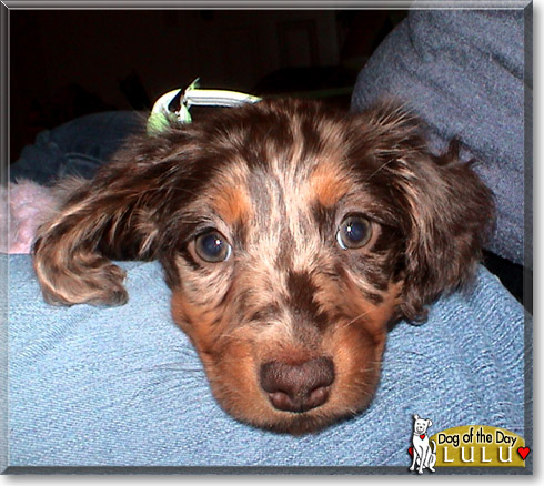 Lulu, the Dog of the Day