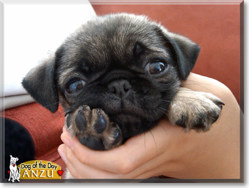 Anzu, the Dog of the Day