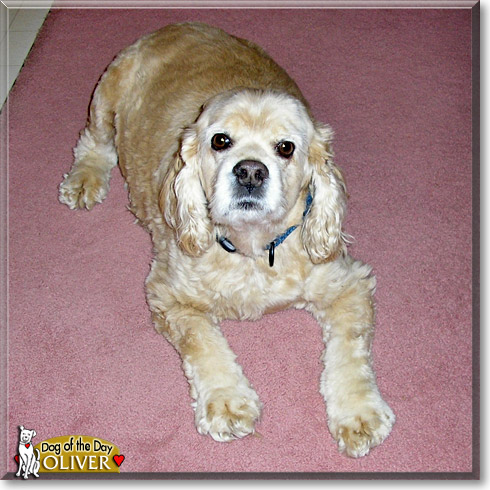 Oliver, the Dog of the Day