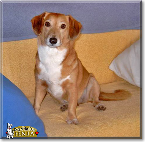 Fenja, the Dog of the Day
